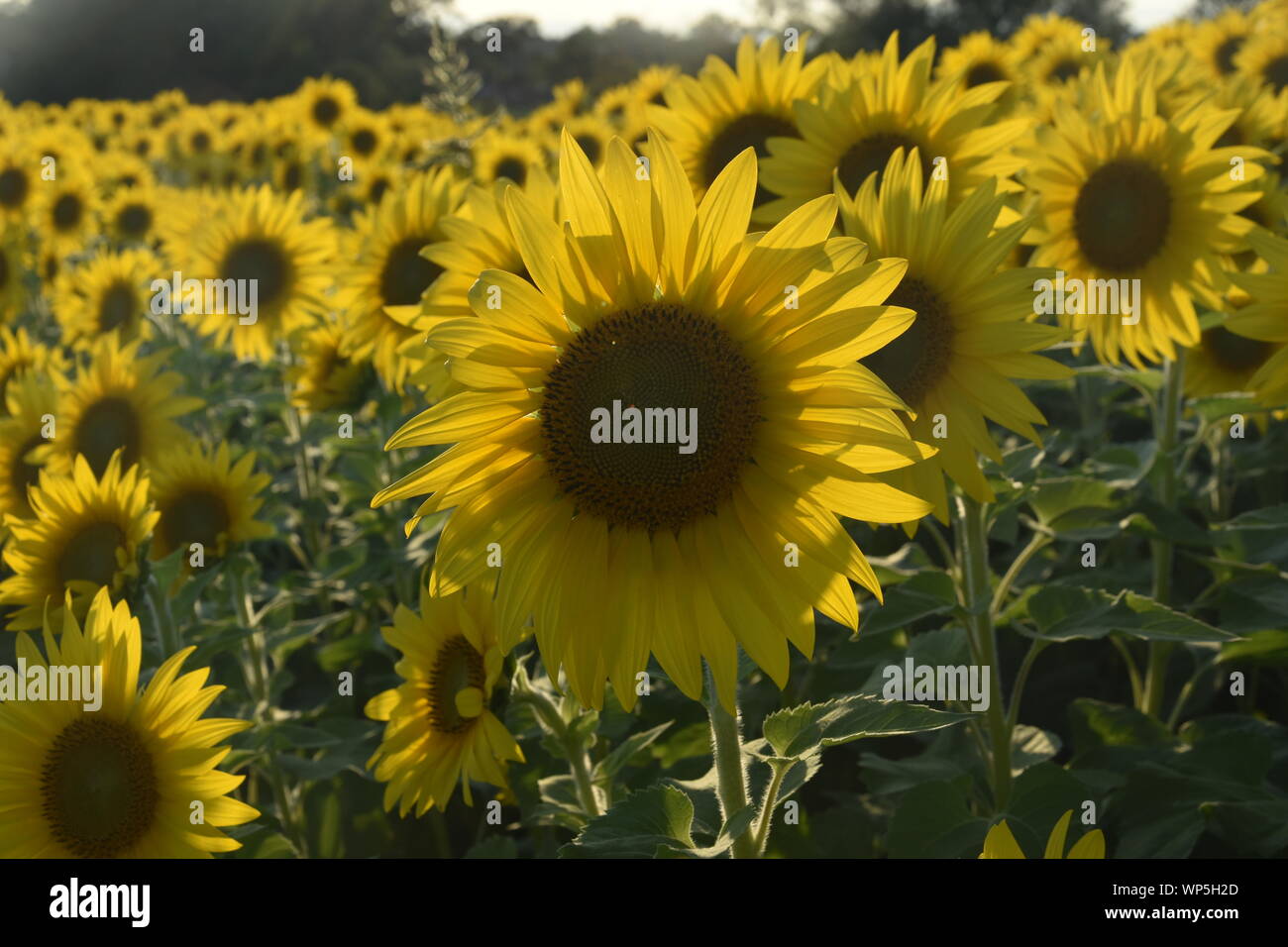 Sunflowers in the sunflower field at the famous Colby Farms in