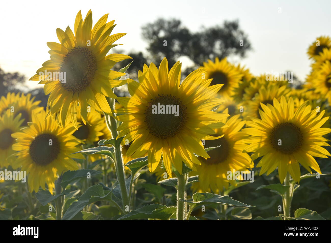 Sunflowers in the sunflower field at the famous Colby Farms in
