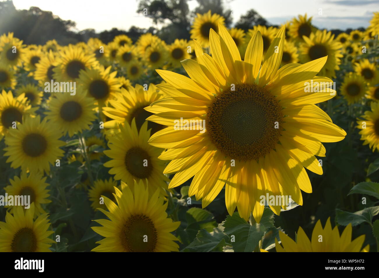 Sunflowers in the sunflower field at the famous Colby Farms in