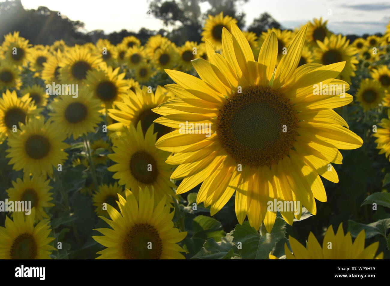 Sunflowers in the sunflower field at the famous Colby Farms in