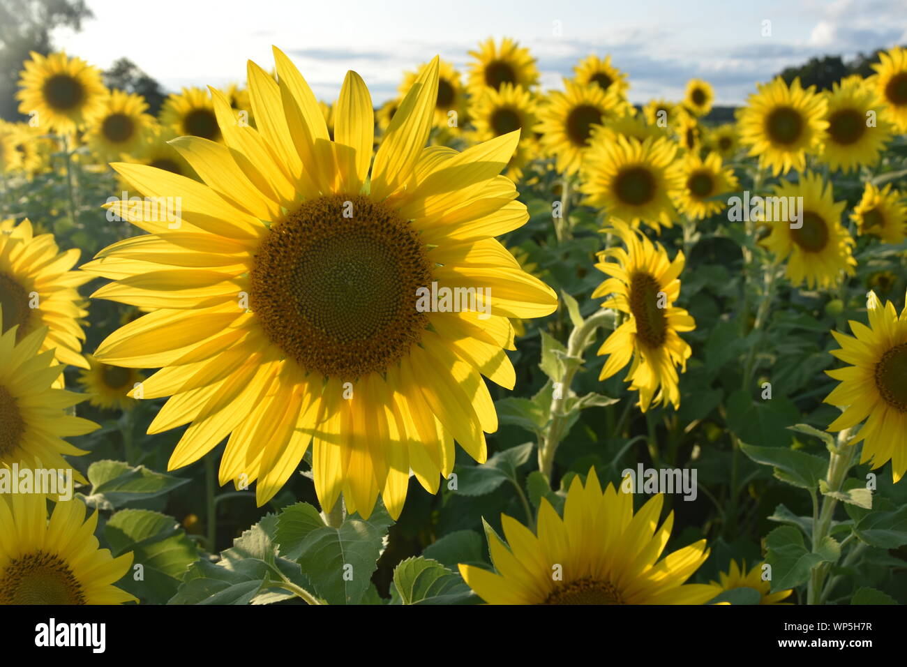 Sunflowers in the sunflower field at the famous Colby Farms in