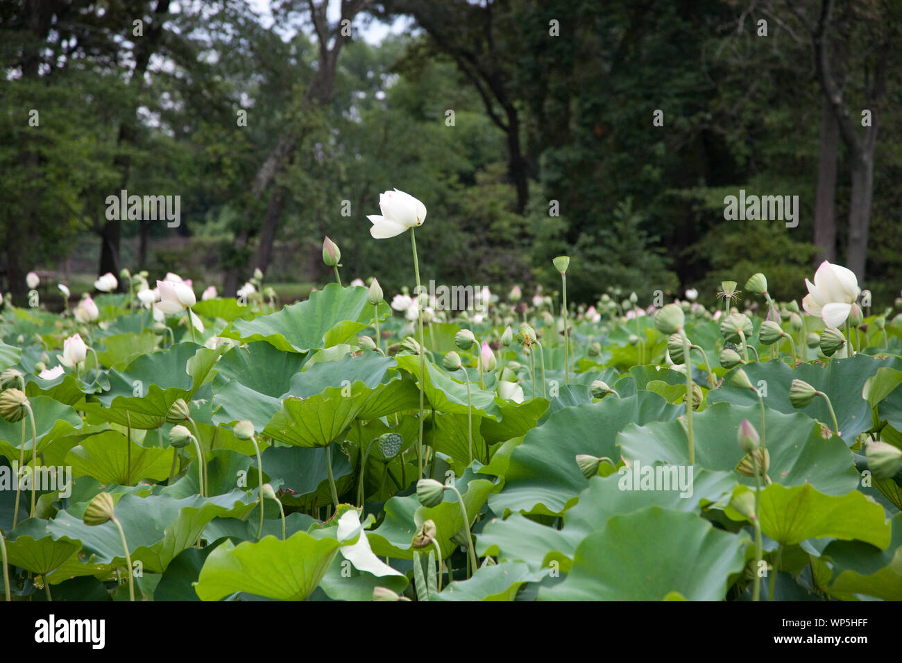 Kenilworth Park And Aquatic Gardens Also Known As Anacostia Park