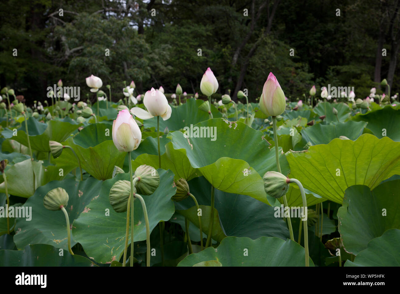 Kenilworth Park And Aquatic Gardens Also Known As Anacostia Park