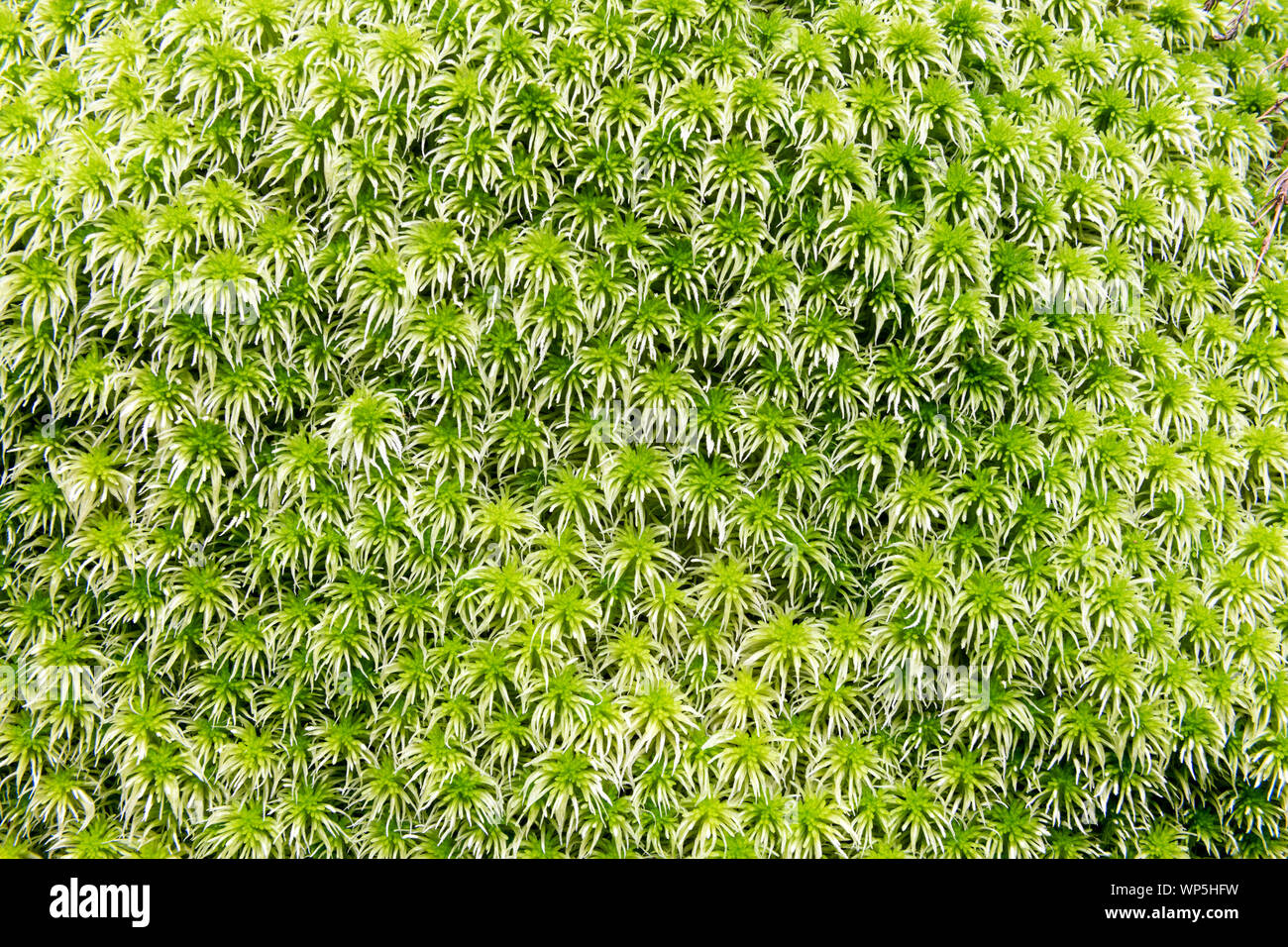 Sphagnum moss Cut Out Stock Images & Pictures - Alamy