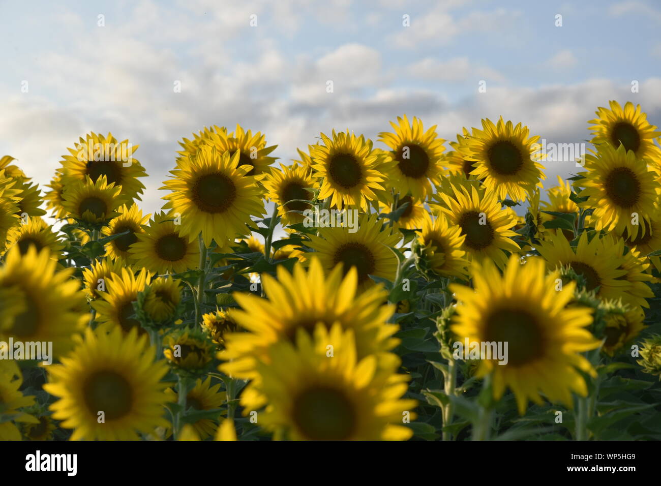 Sunflowers in the sunflower field at the famous Colby Farms in