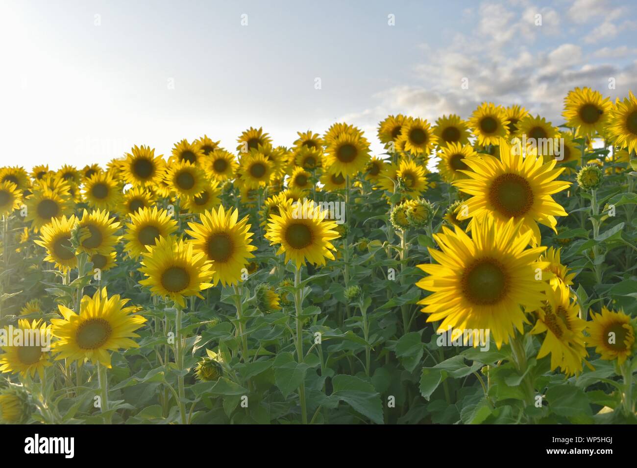 Sunflowers in the sunflower field at the famous Colby Farms in