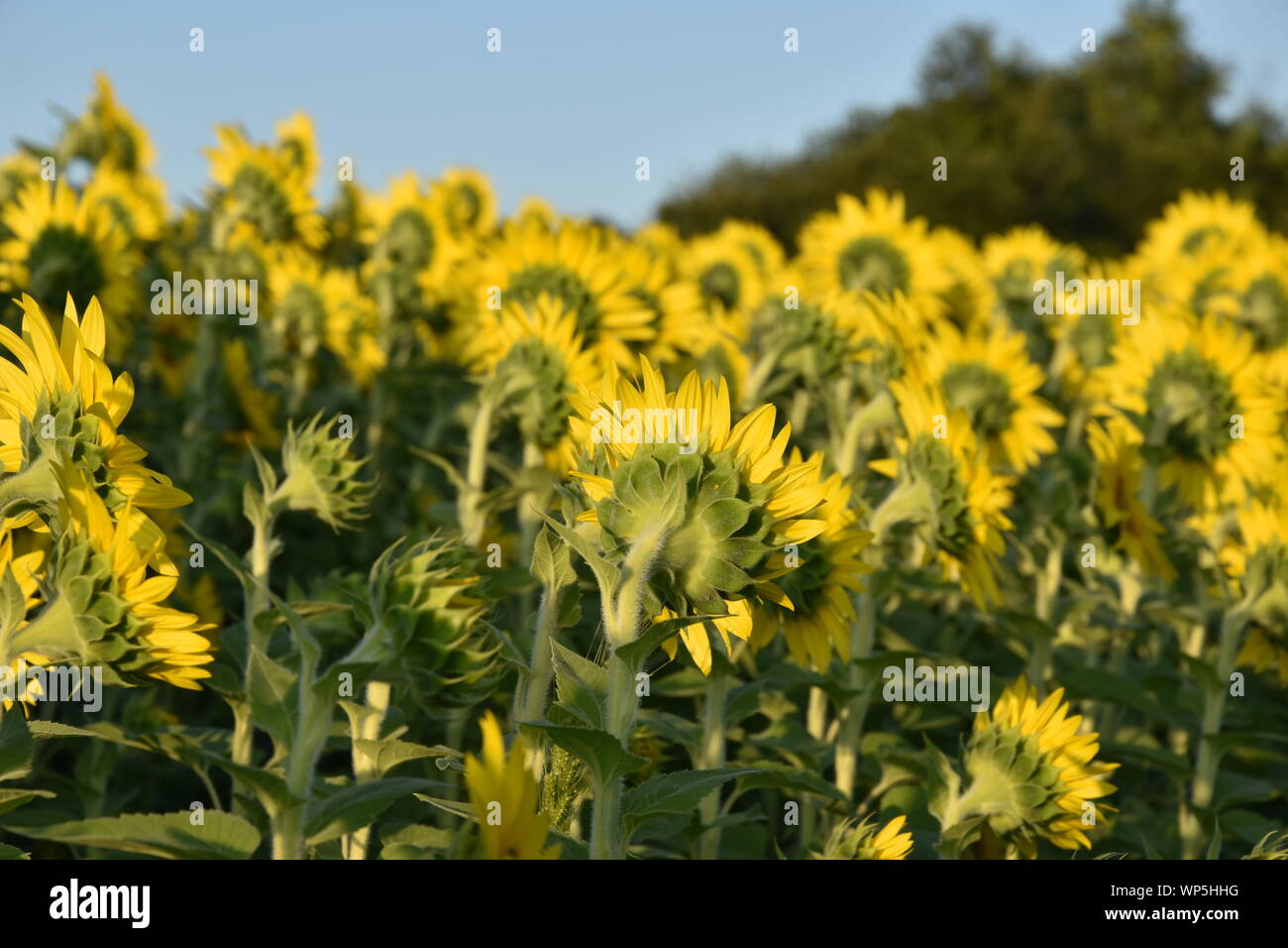 Sunflowers in the sunflower field at the famous Colby Farms in