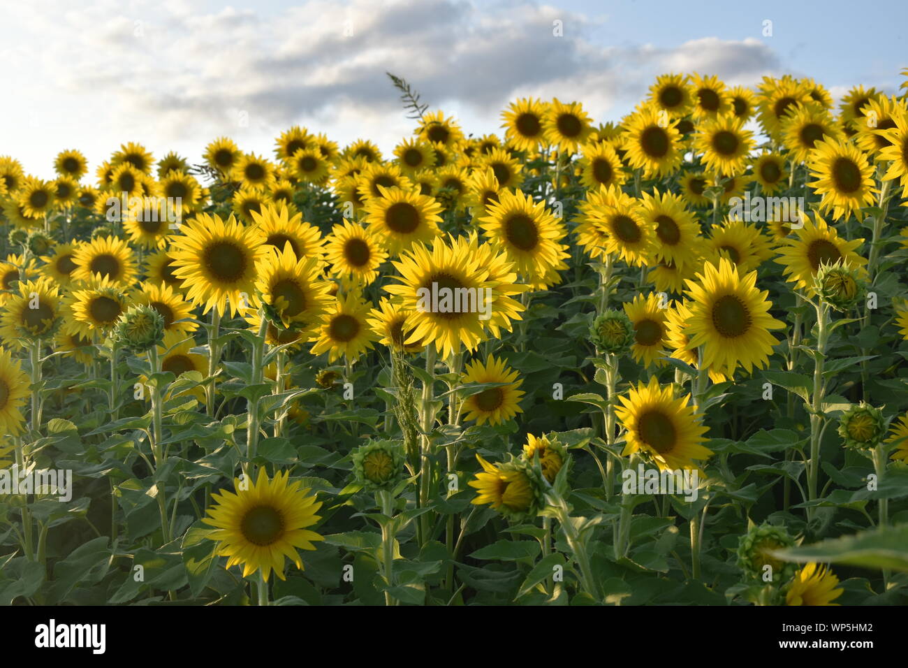 Sunflowers in the sunflower field at the famous Colby Farms in