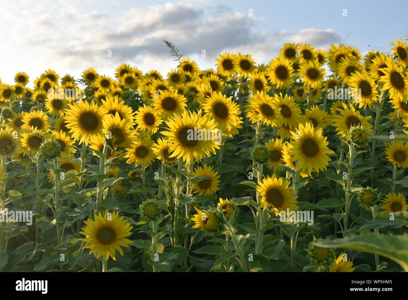 Sunflowers in the sunflower field at the famous Colby Farms in
