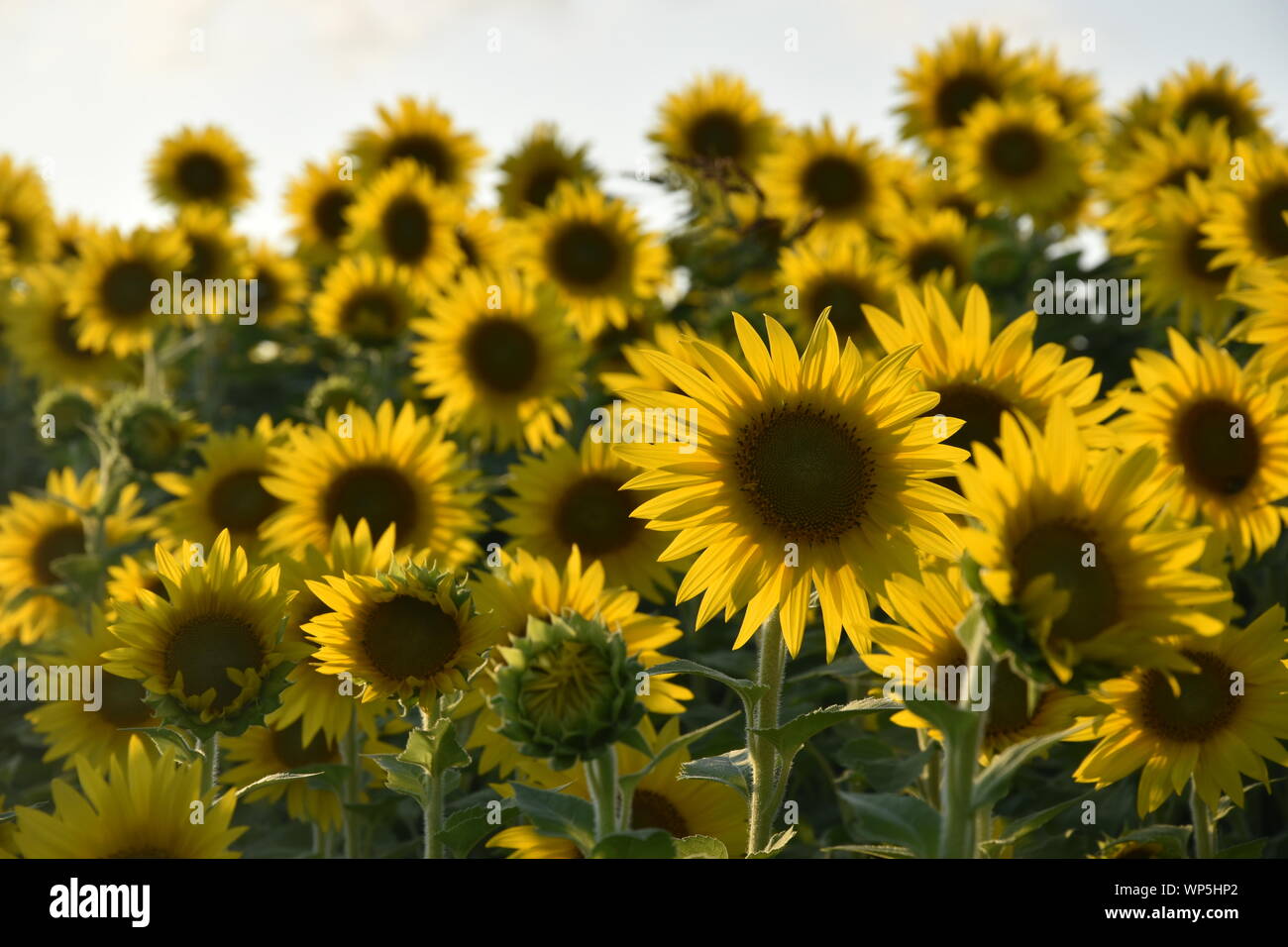 Sunflowers in the sunflower field at the famous Colby Farms in