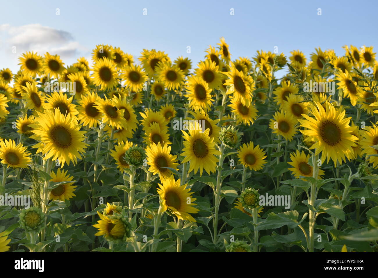 Sunflowers in the sunflower field at the famous Colby Farms in