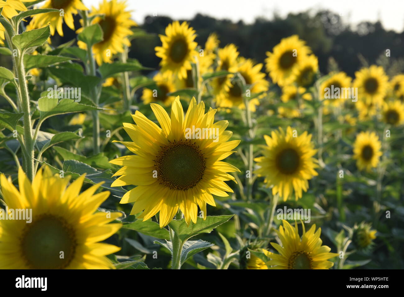 Sunflowers in the sunflower field at the famous Colby Farms in
