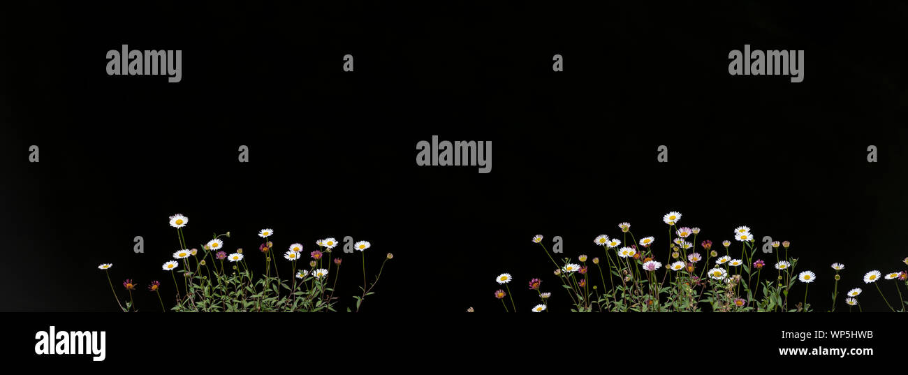 Panorama of Karwinsky’s fleabane (Erigeron karvinskianus) flowers against a black background, Perennial herb, frequently creeping and fragile, with sm Stock Photo