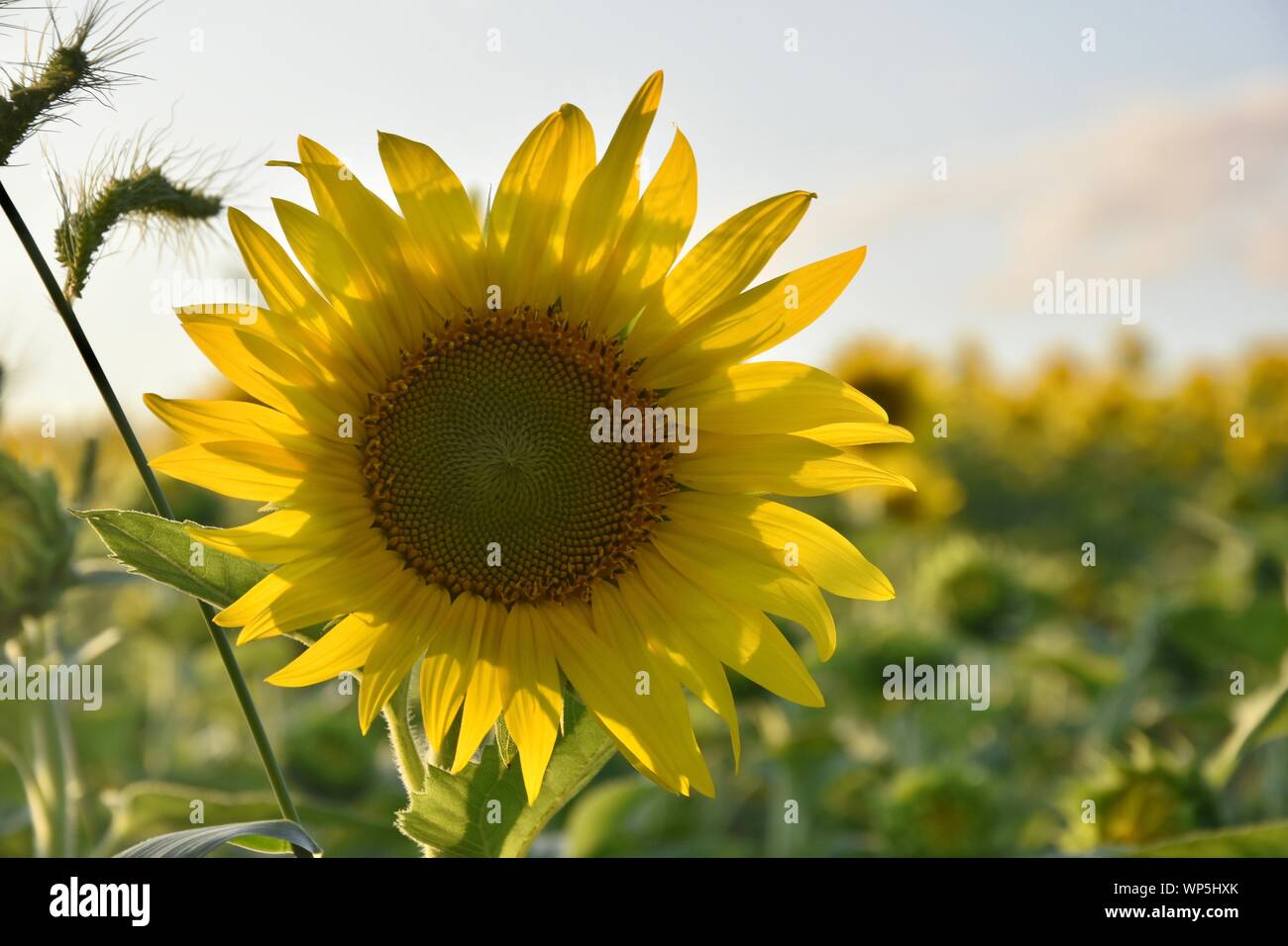 Sunflowers in the sunflower field at the famous Colby Farms in