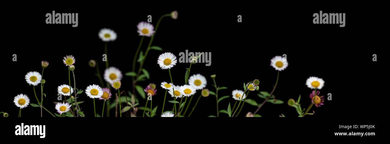 Panorama of Karwinsky’s fleabane (Erigeron karvinskianus) flowers against a black background, Perennial herb, frequently creeping and fragile, with sm Stock Photo