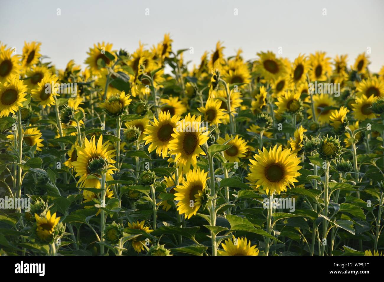 Sunflowers in the sunflower field at the famous Colby Farms in