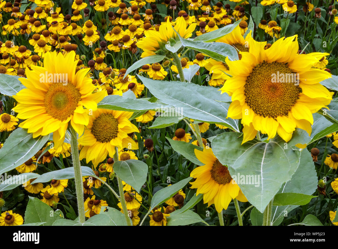 Summer garden border July flowers, Sunflowers Yellow Helenium Fata Morgana' Stock Photo