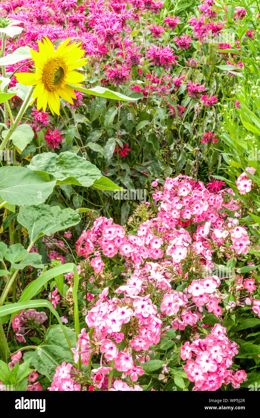 Summer garden border July, Phlox sunflower, monarda pink flowers Stock Photo