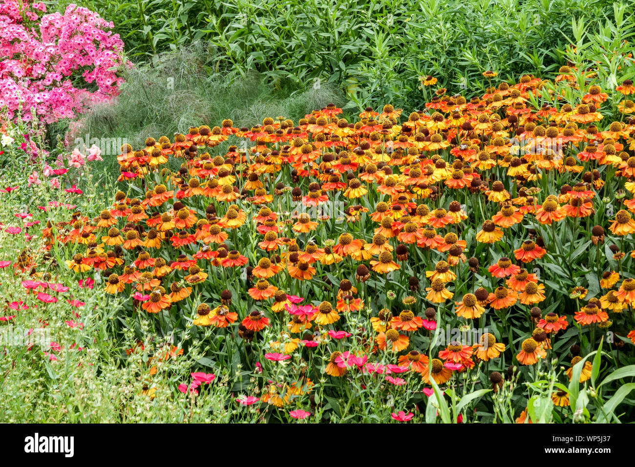 Summer garden border, July flowers, Sneezeweeds Phlox Helenium Stock Photo