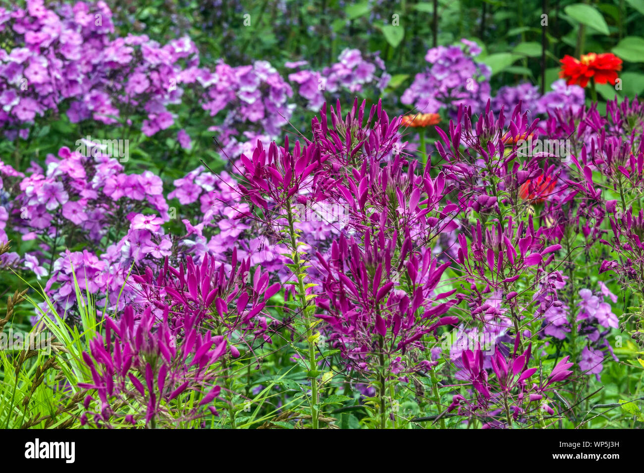 Summer garden border, purple flowers in July, Cleome hassleriana 'Violet Queen' Phlox Stock Photo
