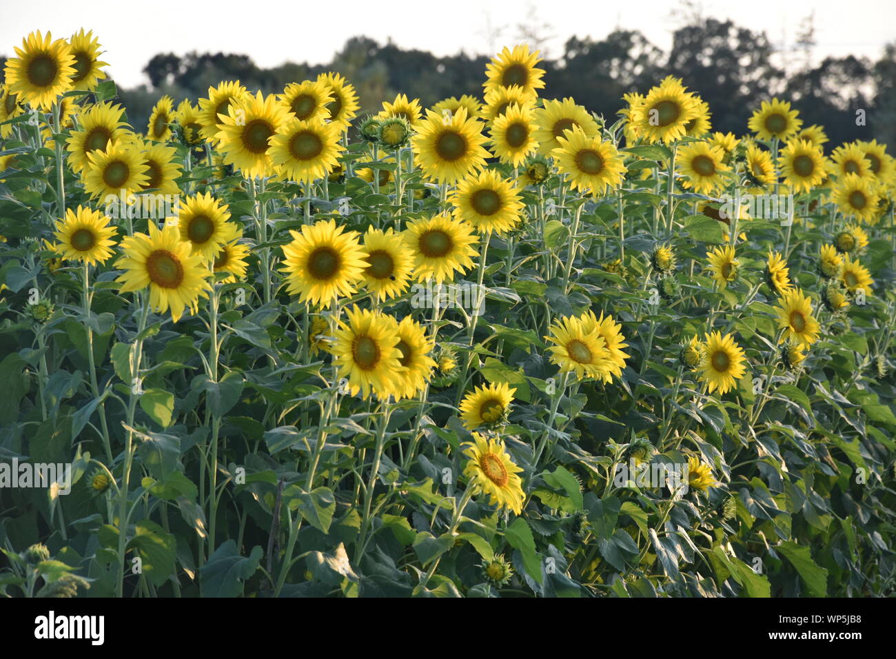 Sunflowers in the sunflower field at the famous Colby Farms in