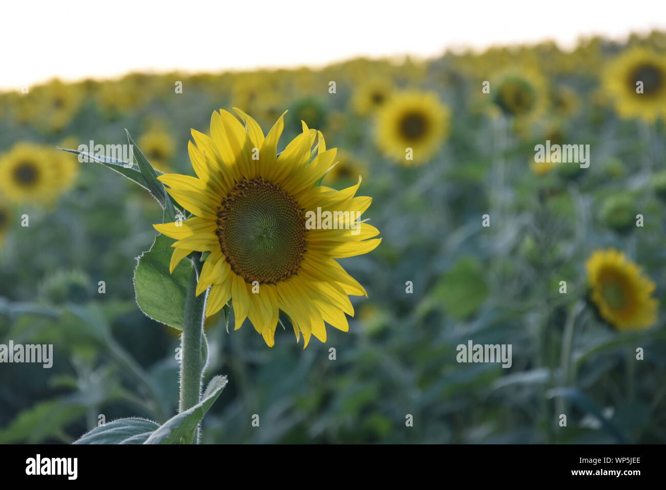 Sunflowers in the sunflower field at the famous Colby Farms in