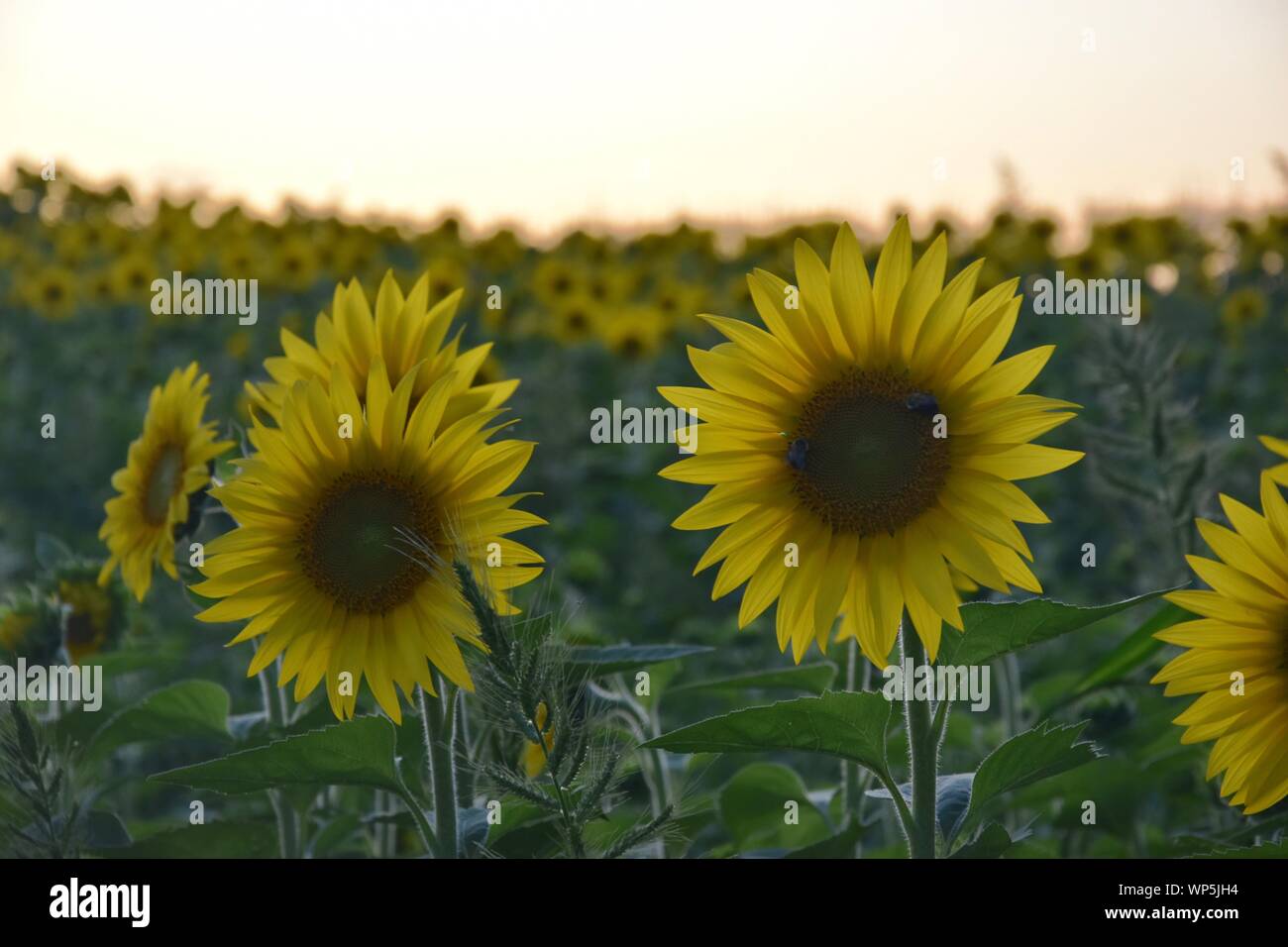 Sunflowers in the sunflower field at the famous Colby Farms in