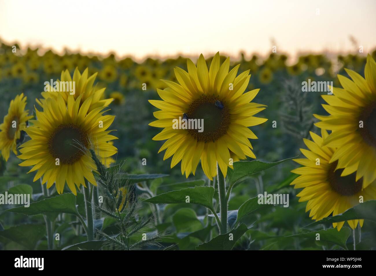 Sunflowers in the sunflower field at the famous Colby Farms in