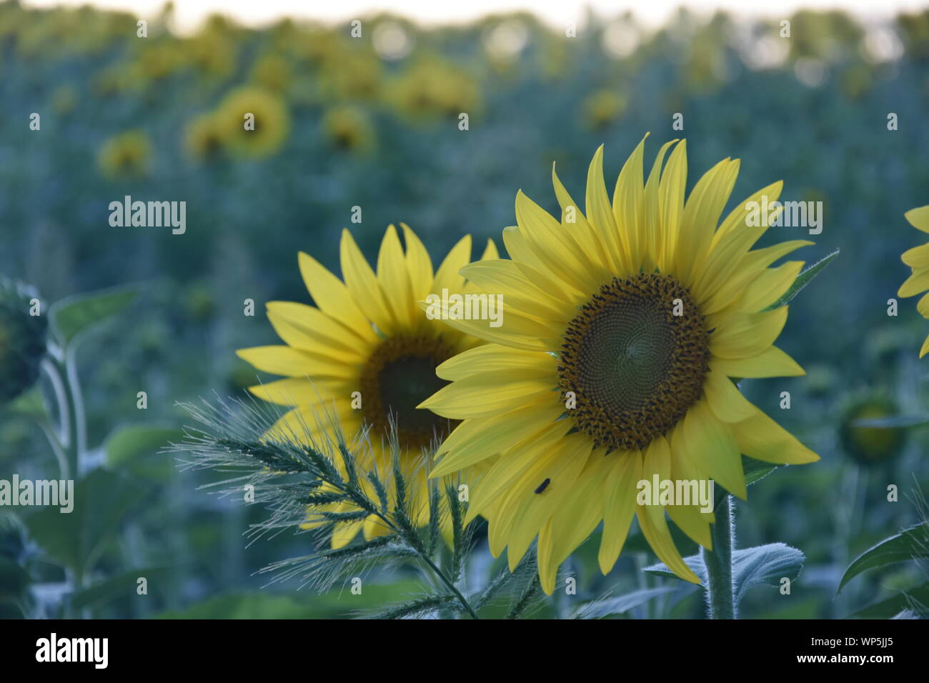 Sunflowers in the sunflower field at the famous Colby Farms in