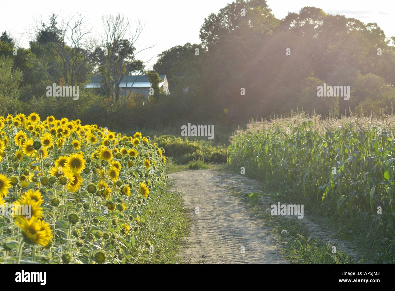 Sunflowers in the sunflower field at the famous Colby Farms in