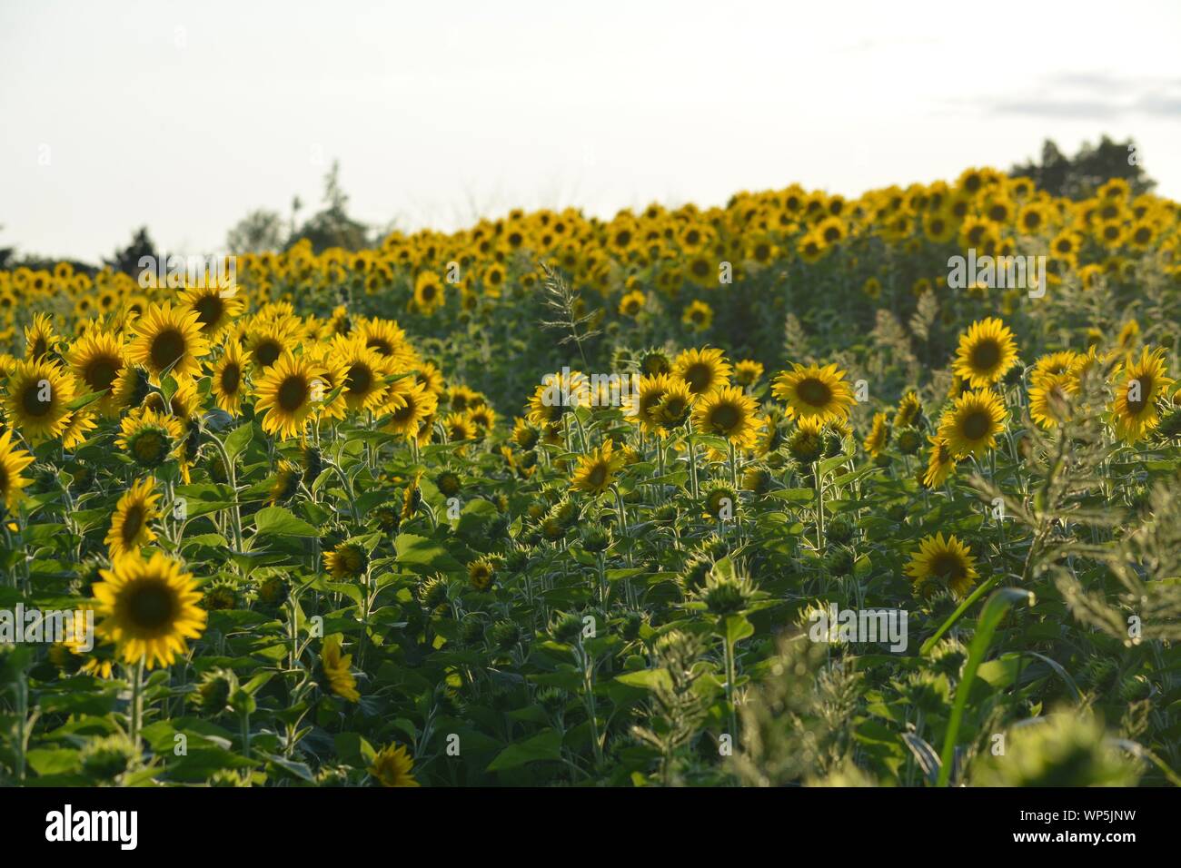 Sunflowers in the sunflower field at the famous Colby Farms in