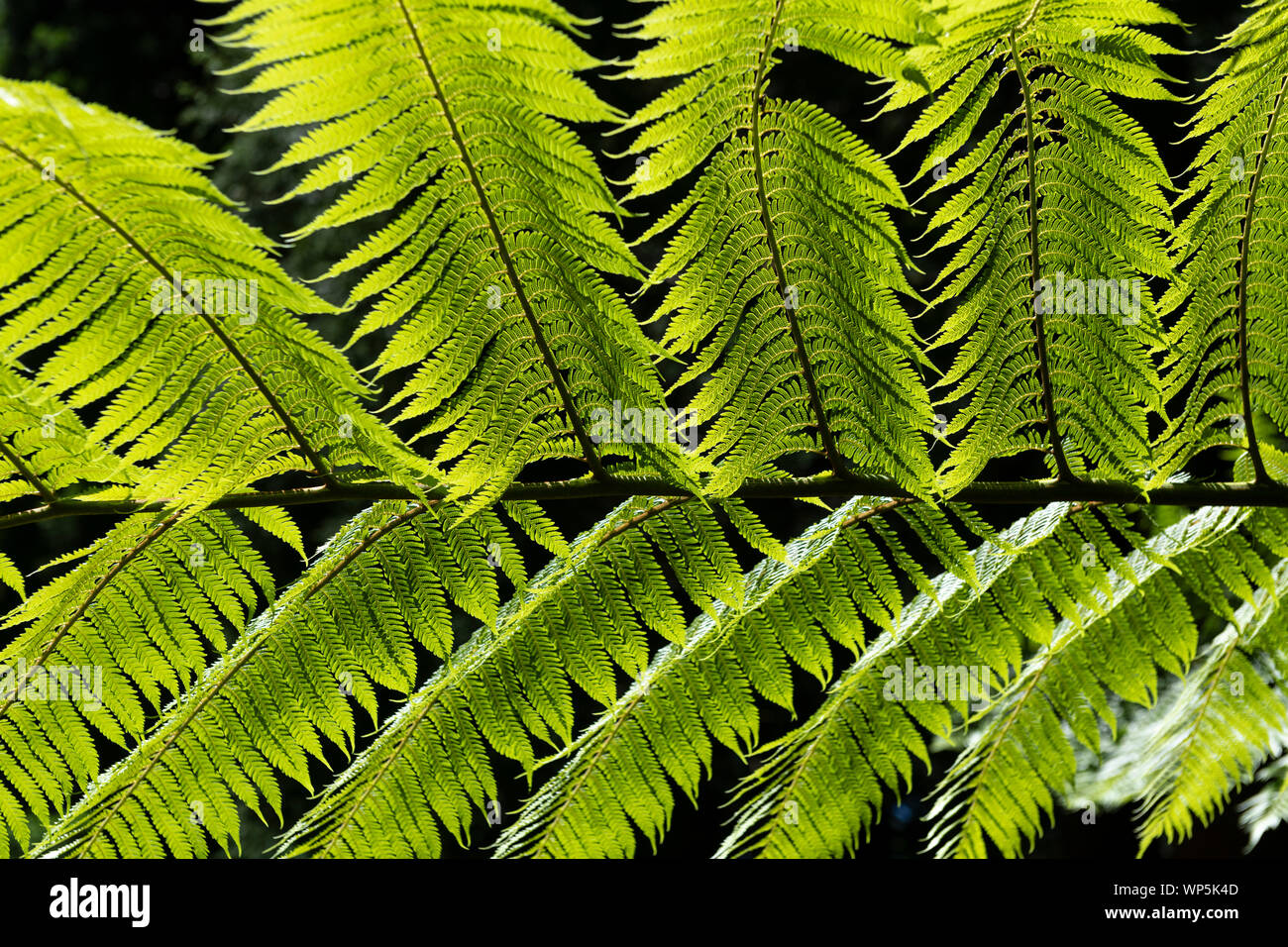 Leave detail of man fern tree at Parque Florestal das Sete Fontes. Dicksonia antarctica (soft tree fern, man fern) is a species of evergreen tree fern Stock Photo