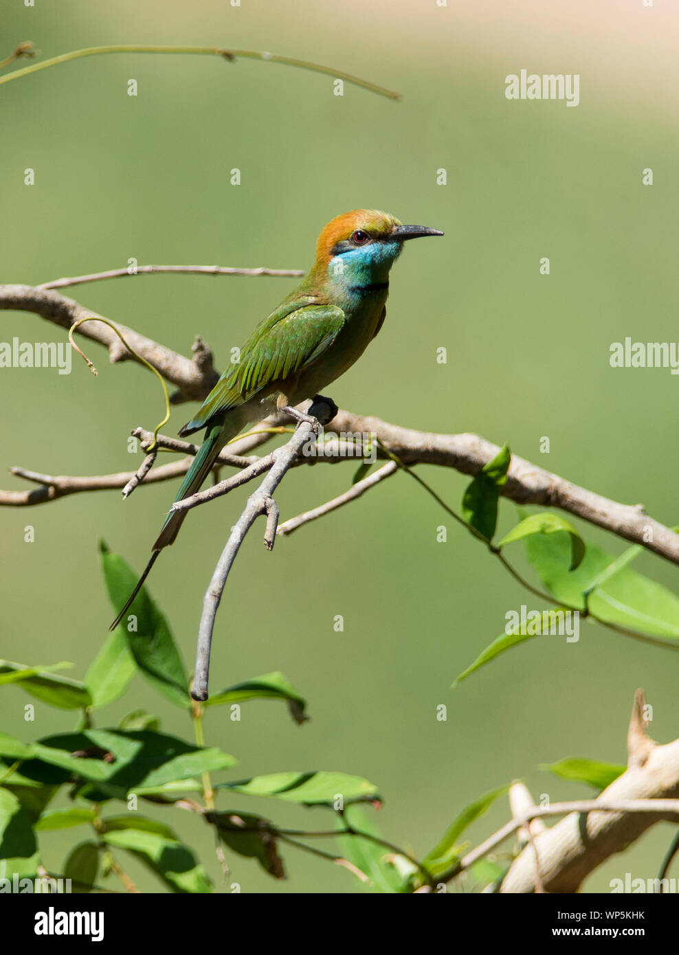 Asian Green Bee Eater Hi-res Stock Photography And Images - Alamy