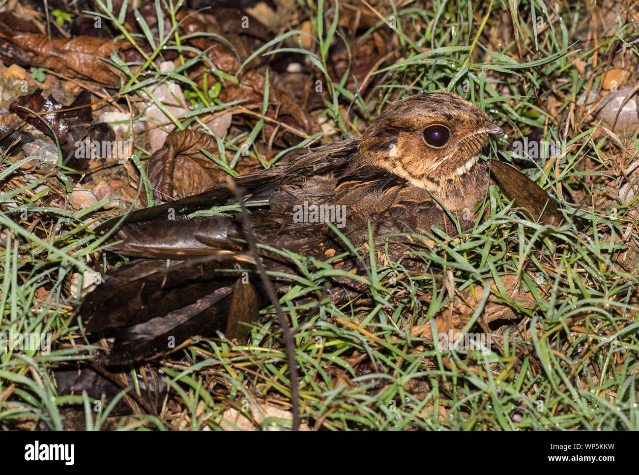 Nightjars of thailand hires stock photography and images Alamy
