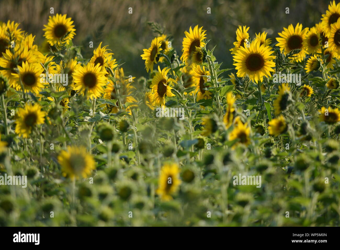 Sunflowers in the sunflower field at the famous Colby Farms in