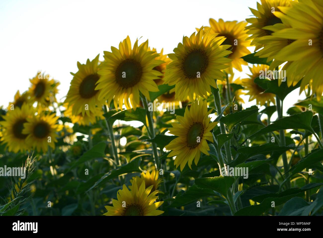 Sunflowers in the sunflower field at the famous Colby Farms in
