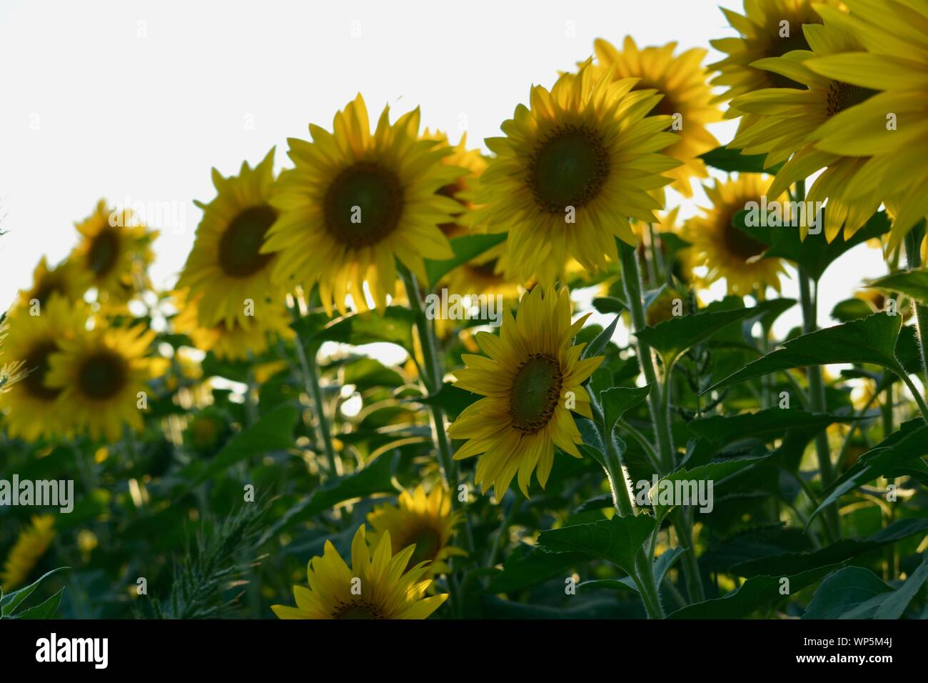 Sunflowers in the sunflower field at the famous Colby Farms in