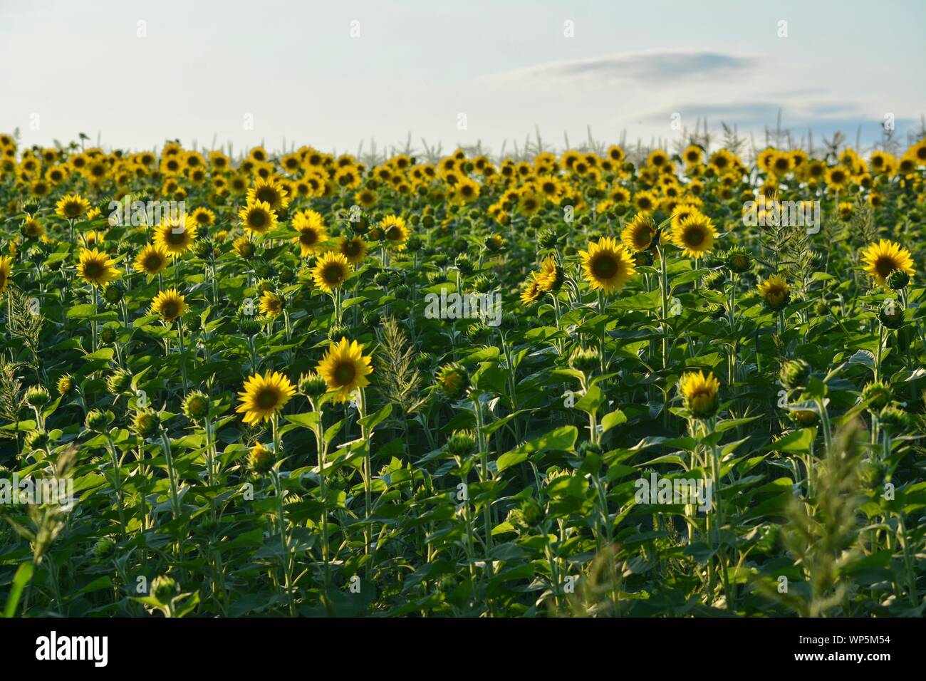 Sunflowers in the sunflower field at the famous Colby Farms in