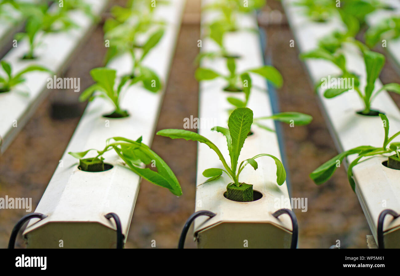 Hydroponics or Hydroculture is the method of growing plants in the  nutrients that they need instead of soil. The plant foods are simply put  into water Stock Photo - Alamy