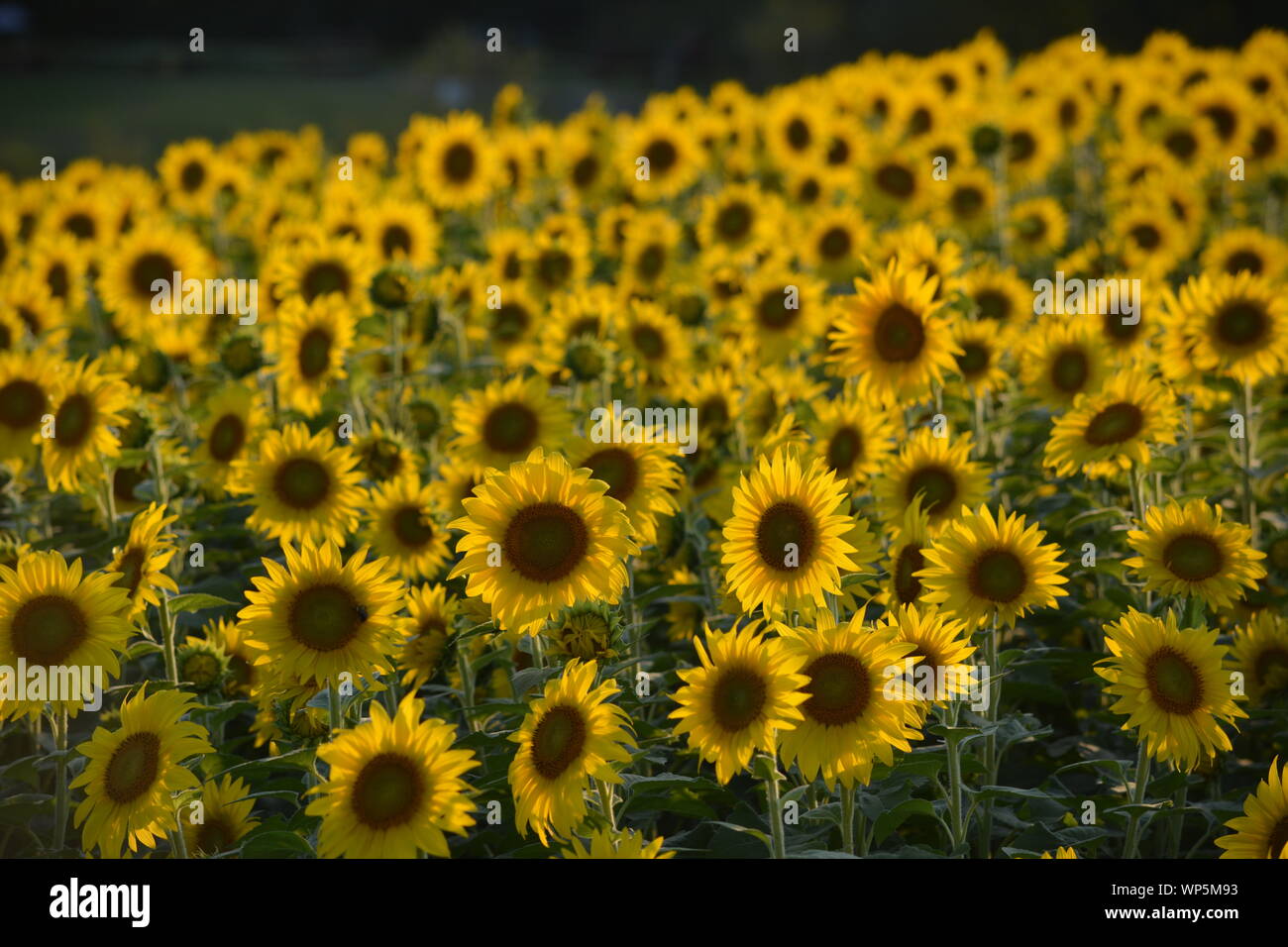 Sunflowers in the sunflower field at the famous Colby Farms in