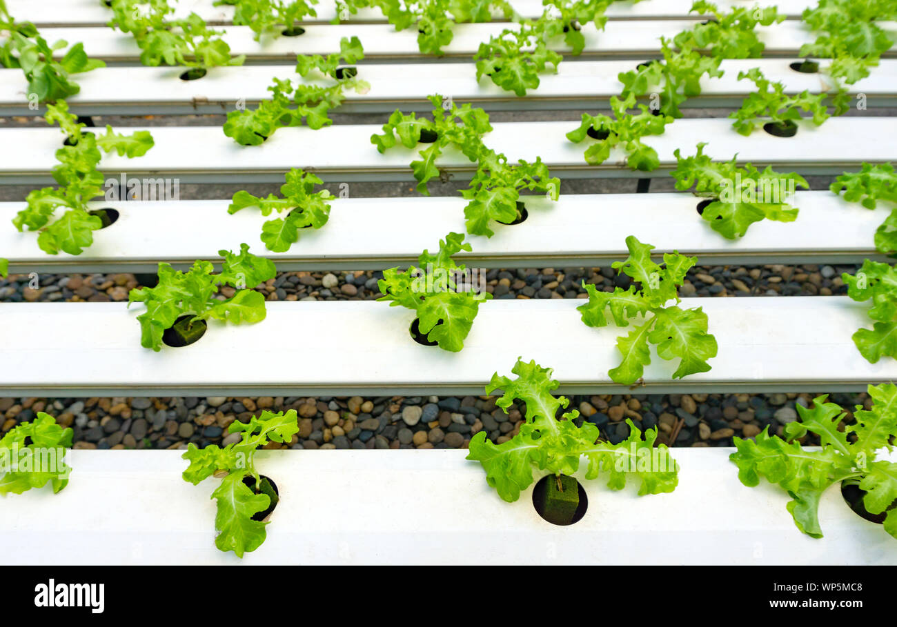 Hydroponics or Hydroculture is the method of growing plants in the nutrients that they need instead of soil. The plant foods are simply put into water Stock Photo