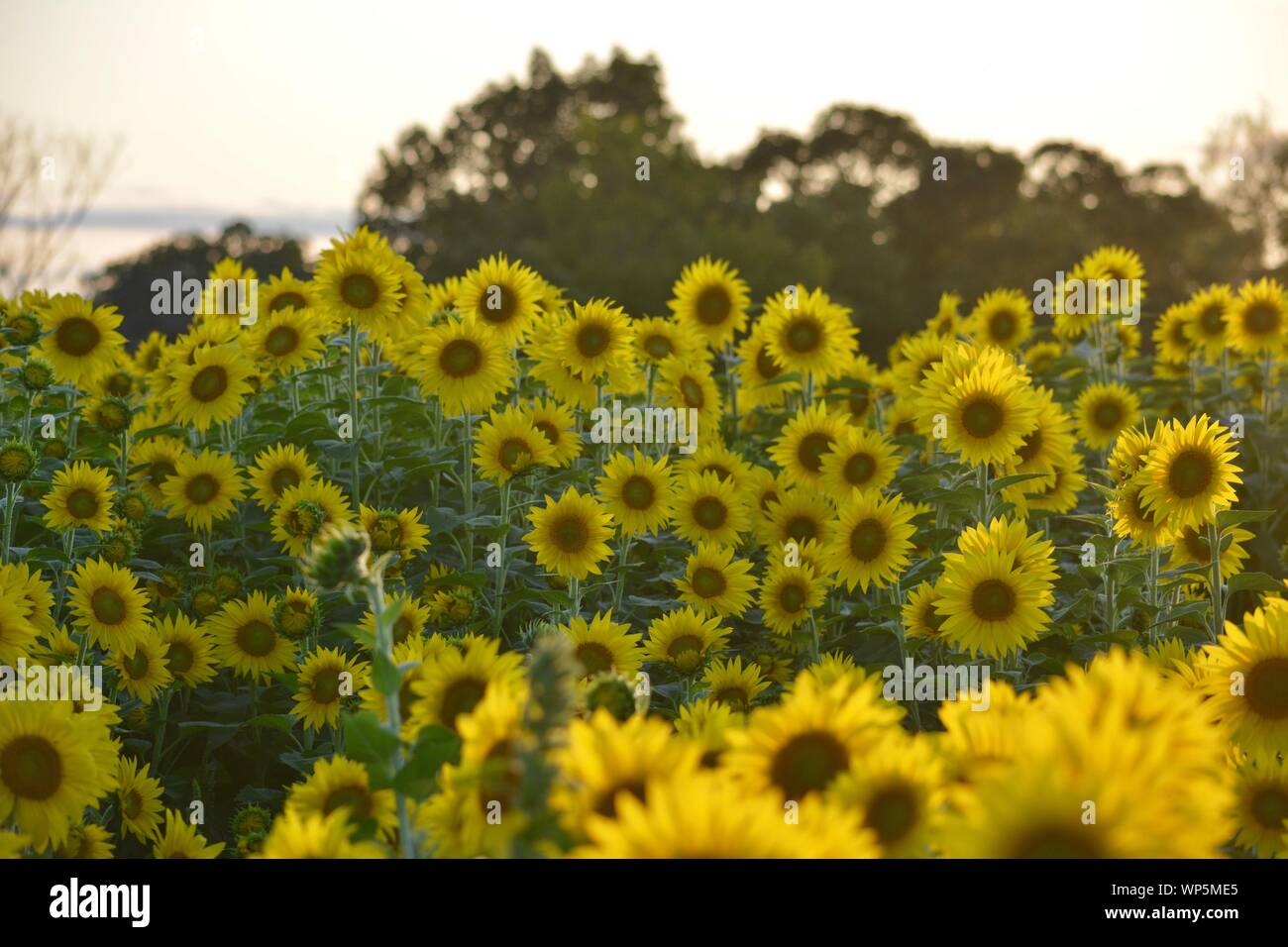 Sunflowers in the sunflower field at the famous Colby Farms in