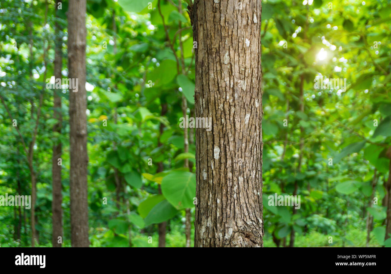 Trunk of Teak tree (Tectona grandis) is a tropical hardwood tree species placed in the flowering plant family Lamiaceae. Stock Photo