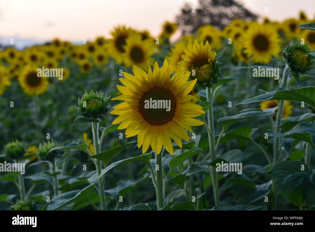 Sunflowers in the sunflower field at the famous Colby Farms in