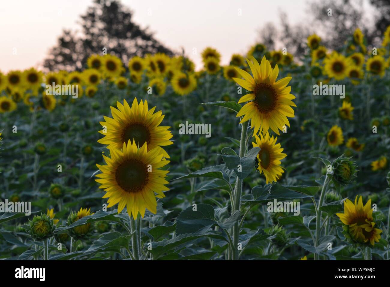 Sunflowers in the sunflower field at the famous Colby Farms in
