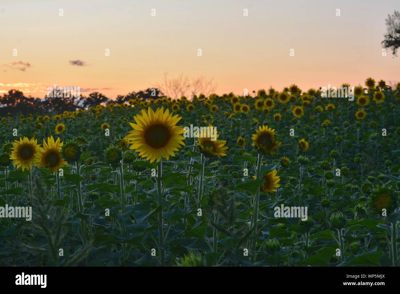 Sunflowers in the sunflower field at the famous Colby Farms in
