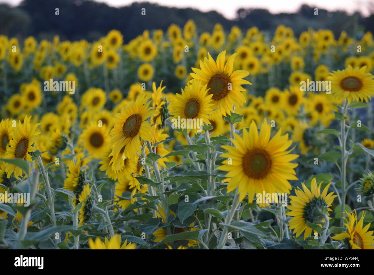 Sunflowers in the sunflower field at the famous Colby Farms in
