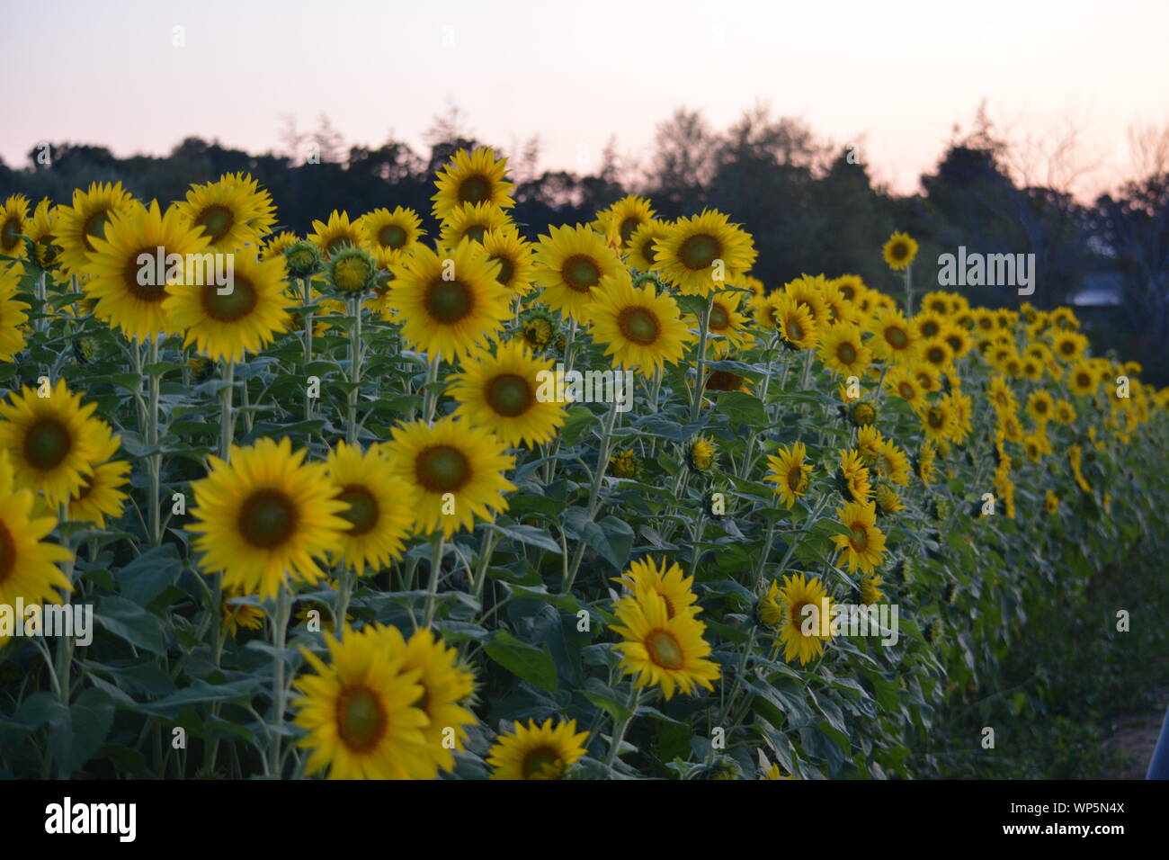 Sunflowers in the sunflower field at the famous Colby Farms in