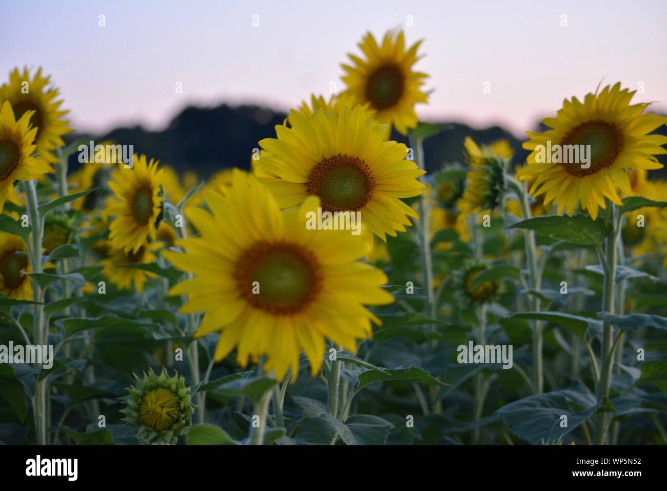 Sunflowers in the sunflower field at the famous Colby Farms in