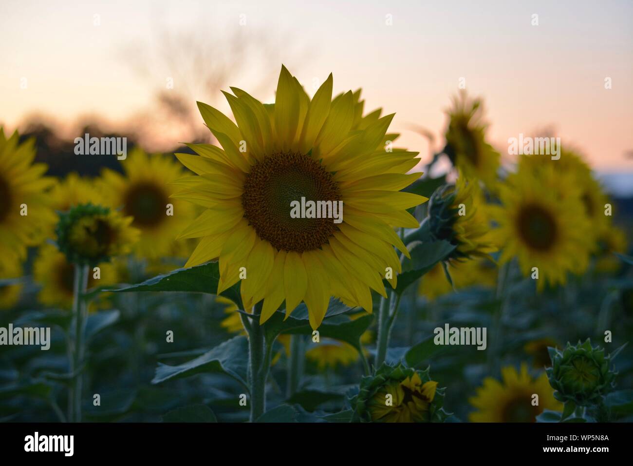 Sunflowers in the sunflower field at the famous Colby Farms in
